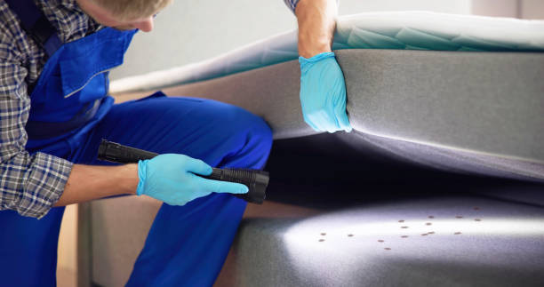 Best Termite Control Services  in Oracle, AZ
