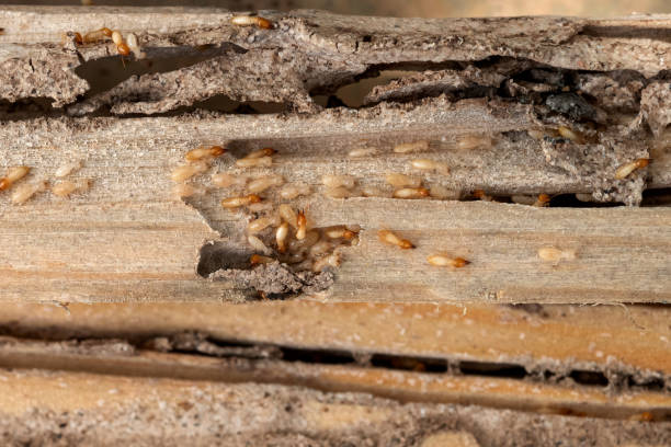 Best Insect Control  in Oracle, AZ