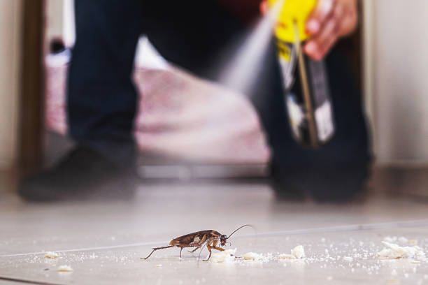 Best Pest Prevention Services  in Oracle, AZ